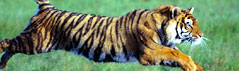 Central India Tiger Park