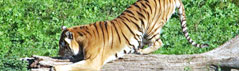 East India Tiger Park