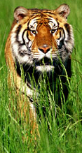 Indian Tiger Tours