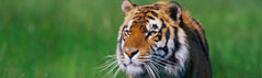 India Tiger & Wildlife Tour