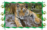Tiger Trail Ranthambore