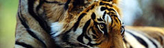 South India Tiger Park