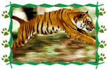 Tiger Safari with Taj Mahal