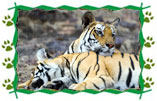 Tigerland Safari Tour