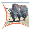 Ladakh Wildlife Package