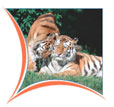 Rajasthan Wildlife Tour