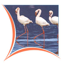 Birds, Bharatpur Travels and Tours