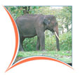 Kerala Wildlife Vacations