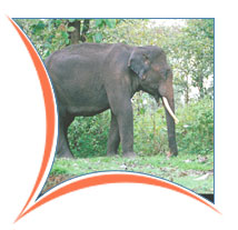 Kerala Wildlife Tours and Travels