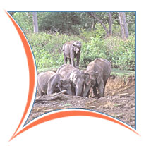 South India Wildlife Vacations